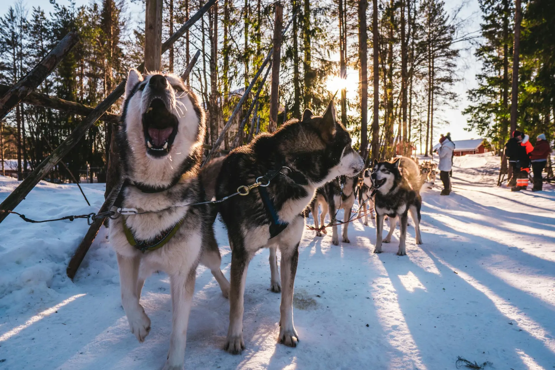 7 Điều Thú Vị Khi Cưỡi Xe Chó Husky Ở Murmansk