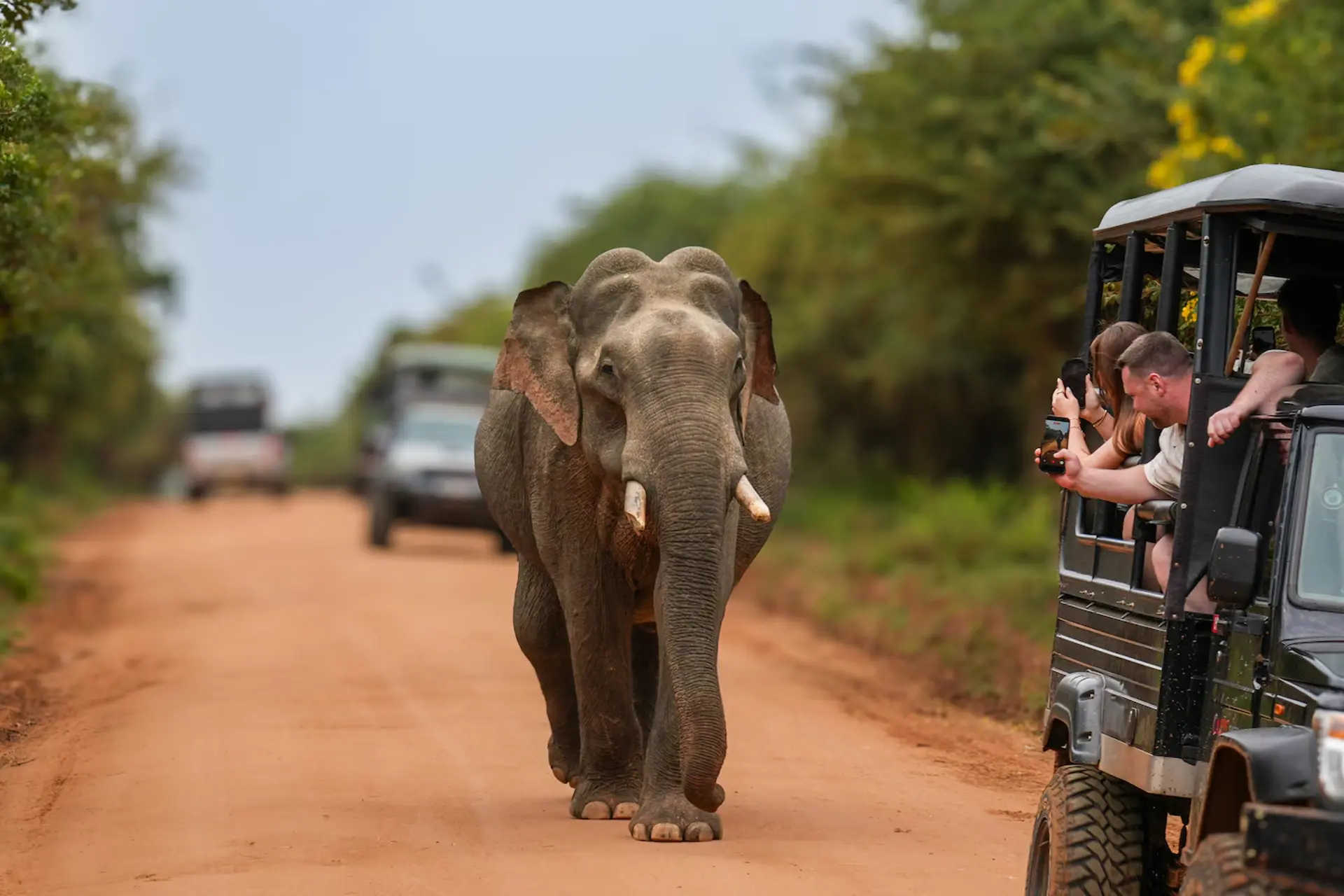 Safari Yala Sri Lanka lần đầu: 7 điều cần biết trước khi lên xe
