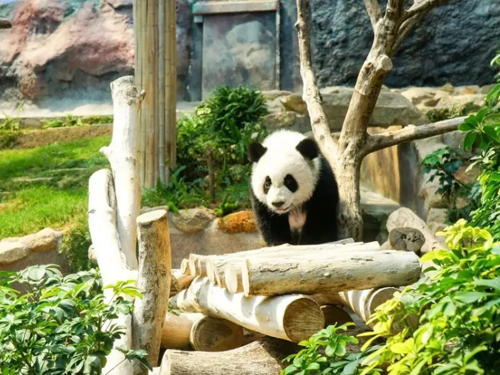 DU LỊCH TRUNG QUỐC: THÀNH ĐÔ – CỬU TRẠI CÂU – HUYỆN MẬU –  TRƯỢT TUYẾT GIA CÔ SƠN (2025)