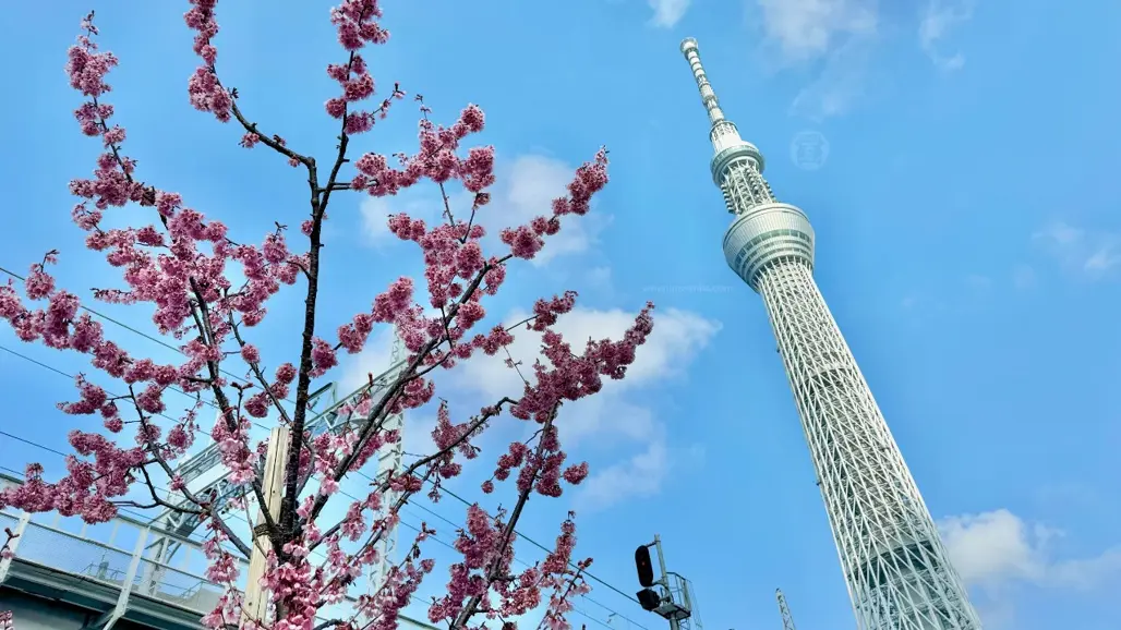DU LỊCH NHẬT BẢN : KANSAI - OSAKA - YAMANASHI  - TOKYO - NARITA 2025 (VJ)