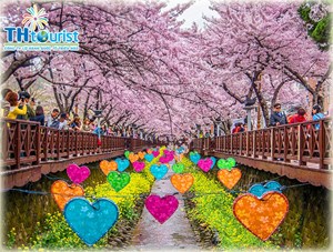 Du lịch Hàn Quốc mùa hoa anh đào 2017