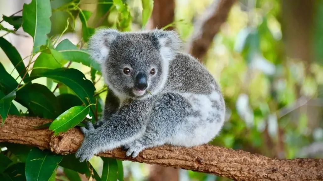 DU LỊCH ÚC:  SYDNEY - MELBOURNE - PUFFING BILLY  2026 (VN)