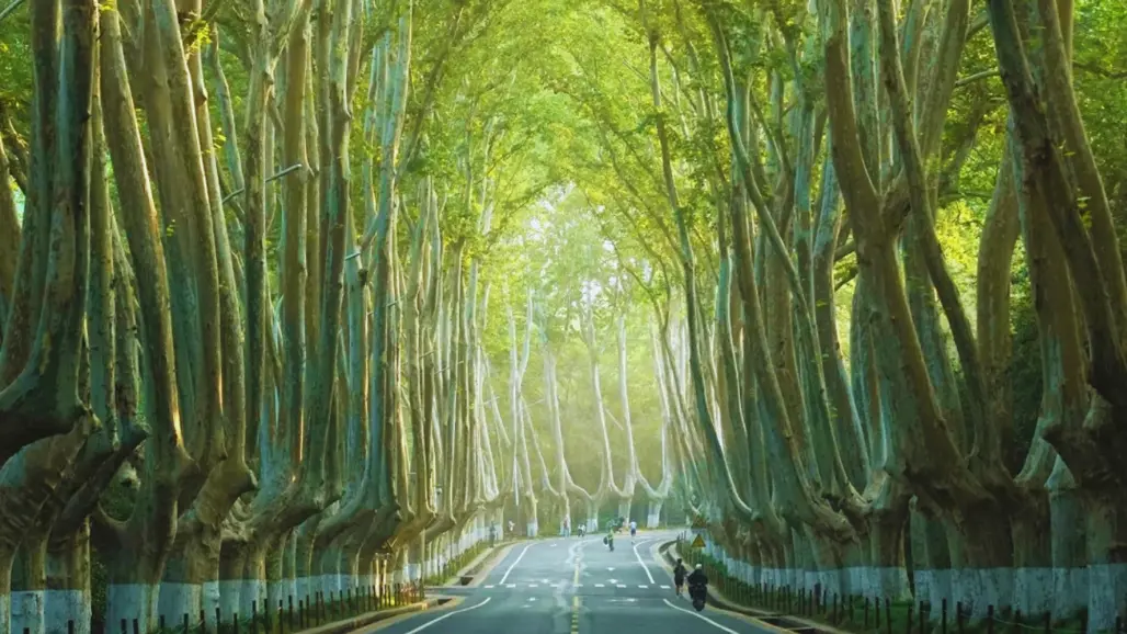 Du lịch Trung Quốc : Nam Kinh - Ô Trấn - Thượng Hải (2025)