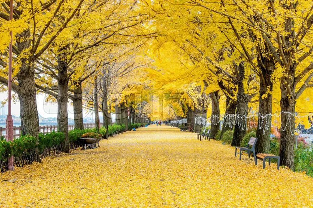 (HN) Du Lịch Nhật Bản : Phú Sĩ - Tokyo city tour (VNA) 2025