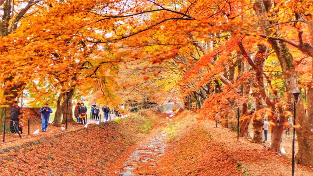(HN) Du Lịch Nhật Bản : Phú Sĩ - Tokyo city tour (VNA) 2025