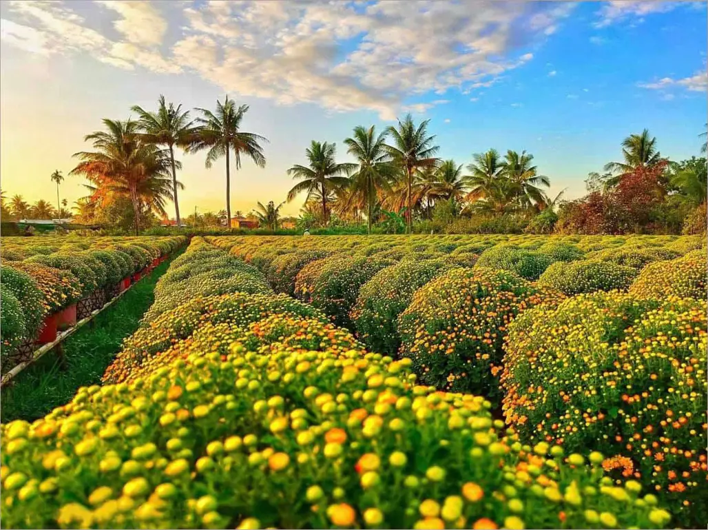 LÀNG HOA – VƯỜN QUÝT – CHỢ QUÊ – NEM LAI VUNG 2026