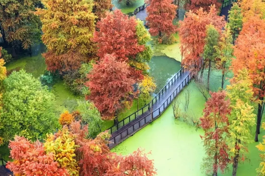 DU LỊCH TRUNG QUỐC:  TỀ VÂN SƠN - THƯỢNG HẢI – HÀNG CHÂU – Ô TRẤN 2026 (VJ)