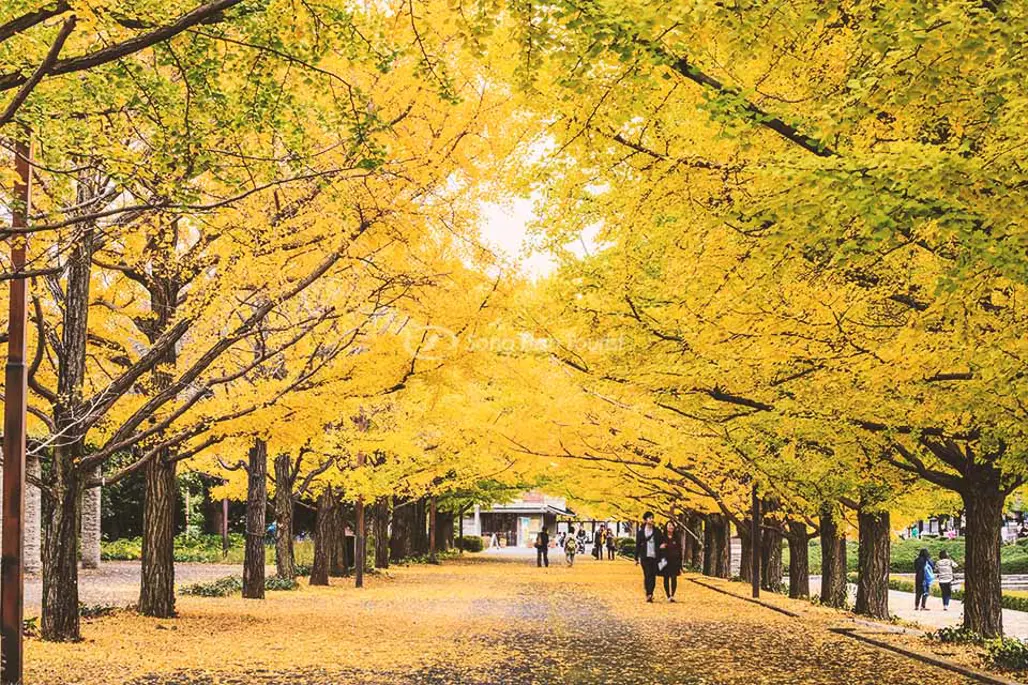 DU LỊCH NHẬT BẢN: NARITA - TOKYO - YAMANASHI 2025 (VN)