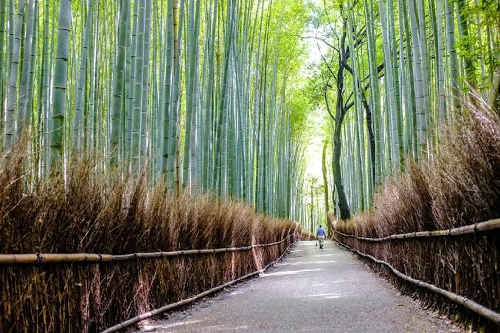 DU LỊCH NHẬT BẢN: NARITA - TOKYO - YAMANASHI - NAGOYA - OSAKA 2026 (VJ) 