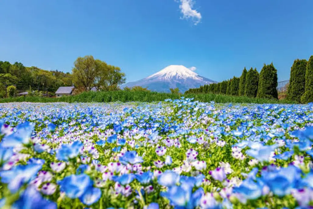 DU LỊCH NHẬT BẢN: NARITA - TOKYO -  TOYOHASHI - OSAKA 2026 (VN)