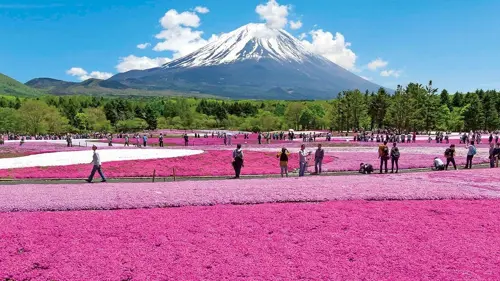 Lễ hội Fuji Shibazakura 2026 - Sự kiện hoa chi anh lớn nhất Nhật Bản 