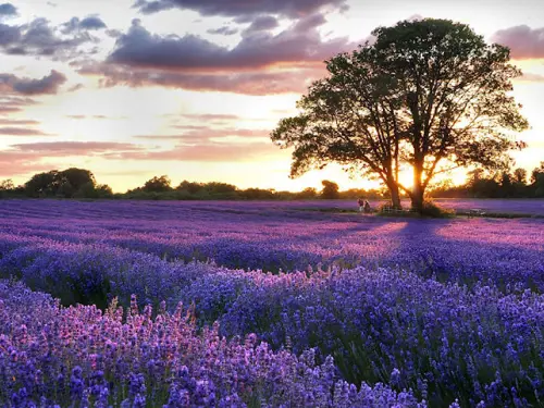 Cánh đồng lavender đẹp ở Thổ Nhĩ Kỳ 2026 - Vẻ đẹp mùa hè Isparta