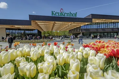 Du lịch Amsterdam mùa tulip 2026 - Keukenhof nên đi 1 ngày hay ở lại?