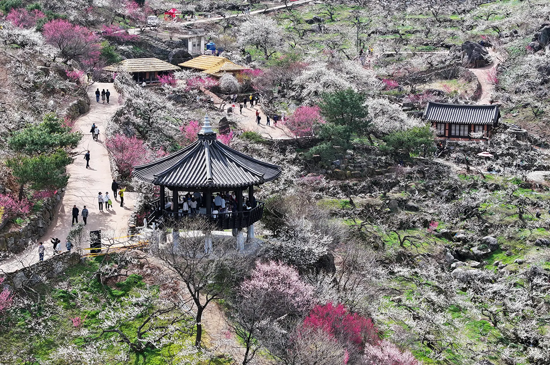 Du lịch Hàn Quốc mùa xuân 2026 - Con đường hoa anh đào Gwangyang Maehwa Village yên bình Jeollanam