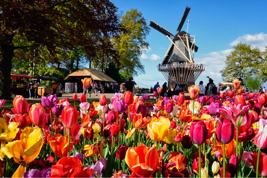 Check in Keukenhof đẹp nhất 2026 - Khám phá vườn hoa Tulip mùa xuân Hà Lan 