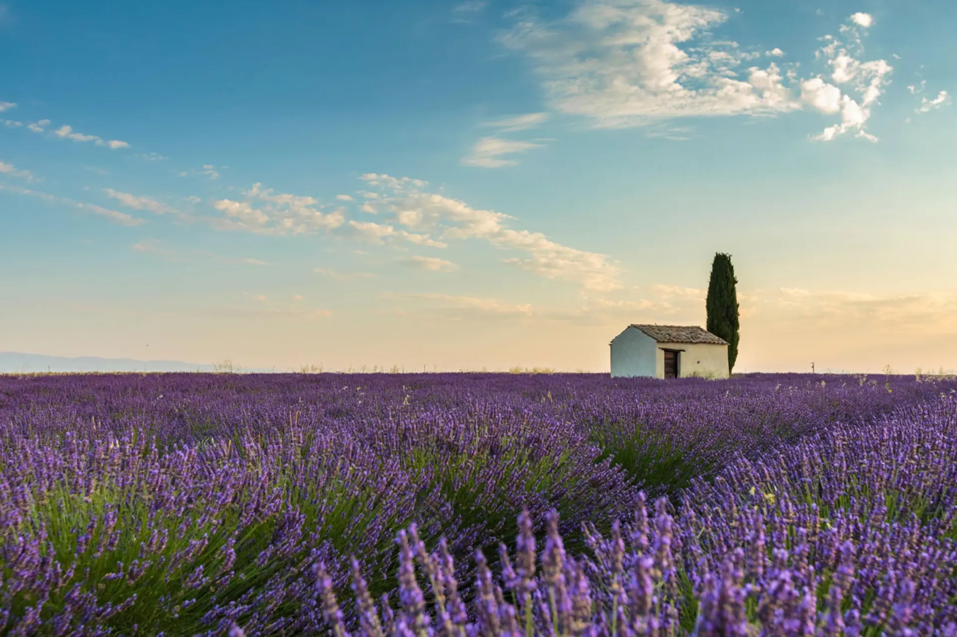Mùa Hoa Tím Thổ Nhĩ Kỳ - Điểm Hẹn Lavender Đẹp Nhất Mùa Hè 2026 