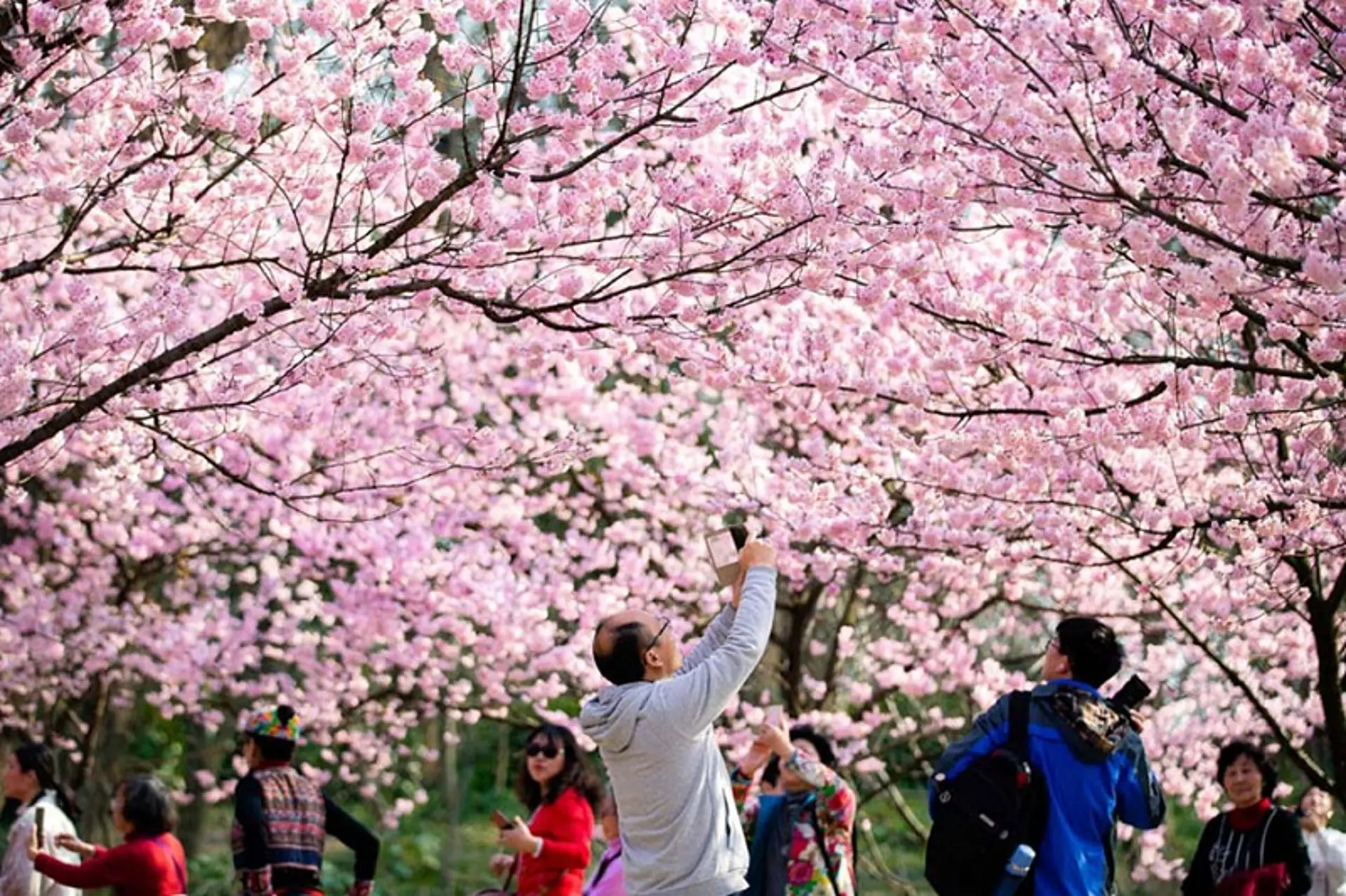 Hoa anh đào Côn Minh và Thanh Đảo: Nên đi đâu khi du lịch Trung Quốc mùa xuân 2026? 