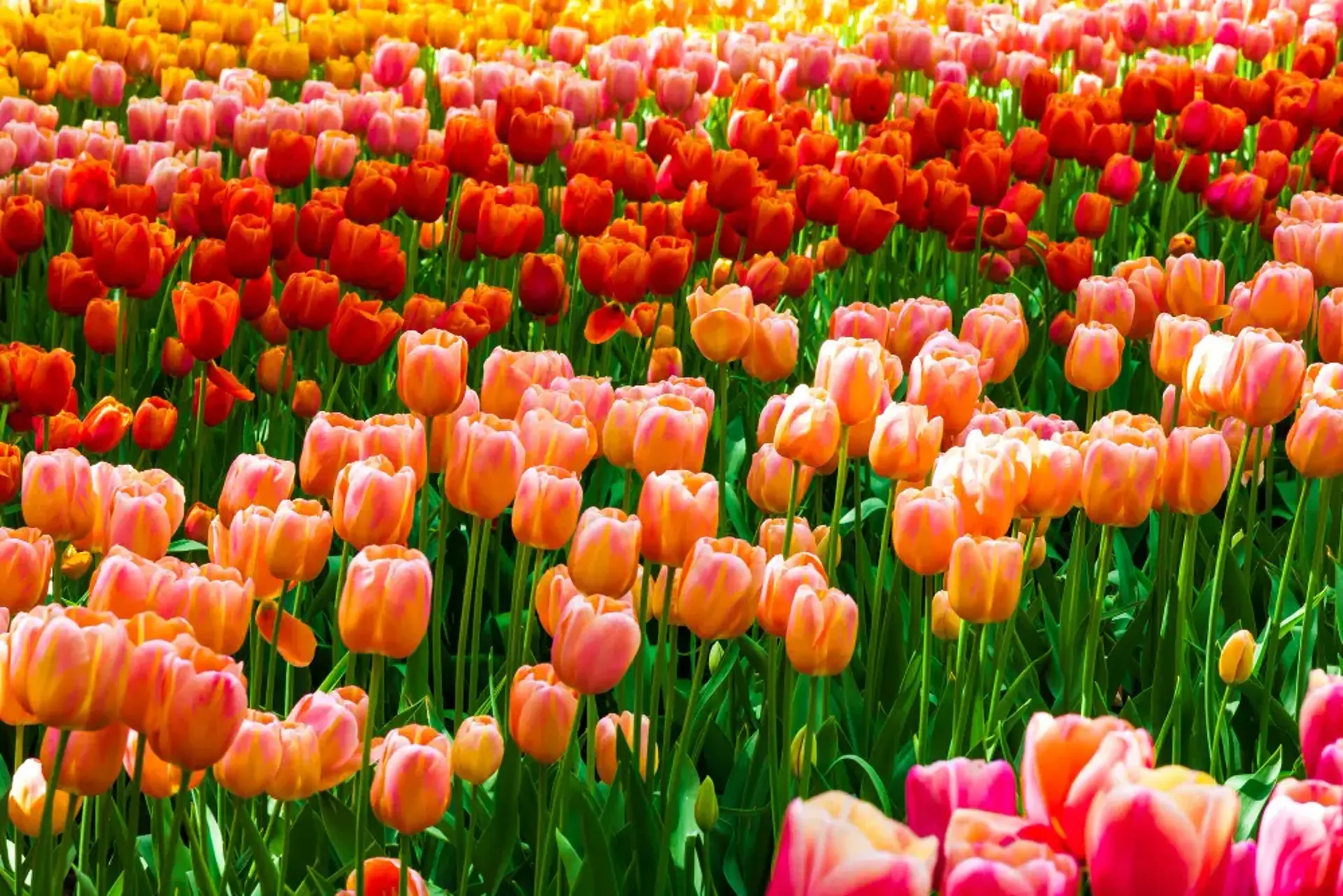 Tour Thổ Nhĩ Kỳ mùa tulip 2026 - Lịch trình tháng 4 cho người mới