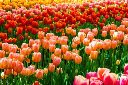 Tour Thổ Nhĩ Kỳ mùa tulip 2026 - Lịch trình tháng 4 cho người mới