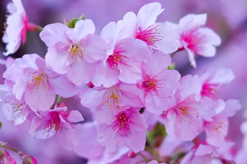 Hoa anh đào Kawazu – Sắc hồng sakura sớm nở rộ tại Shizuoka tháng 2