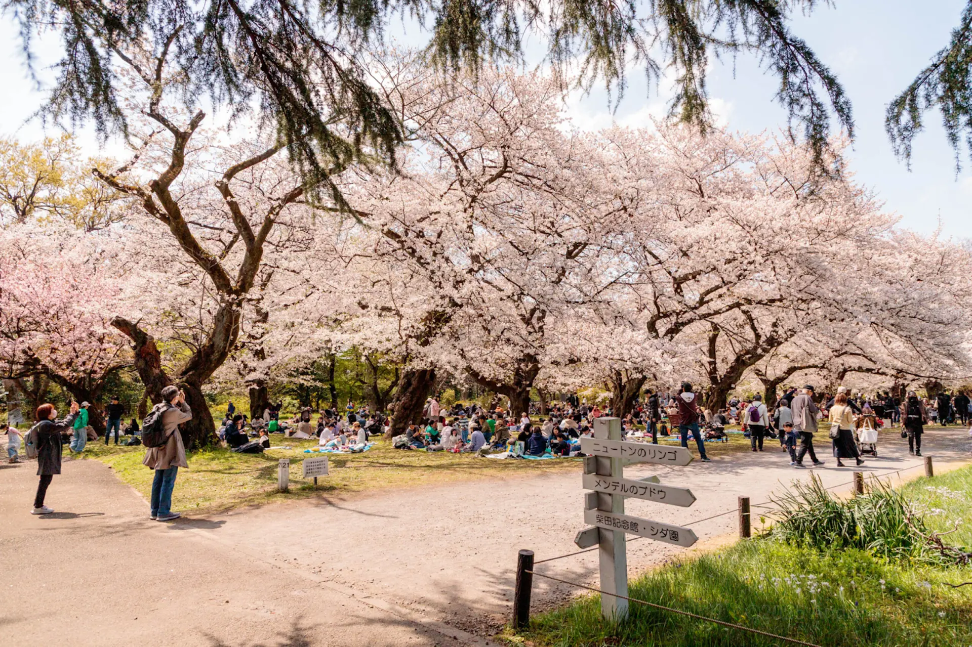 Hoa mơ Tokyo -  Vẻ đẹp báo xuân sớm ở Koishikawa vào tháng 2