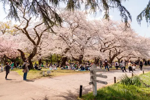 Hoa mơ Tokyo -  Vẻ đẹp báo xuân sớm ở Koishikawa vào tháng 2