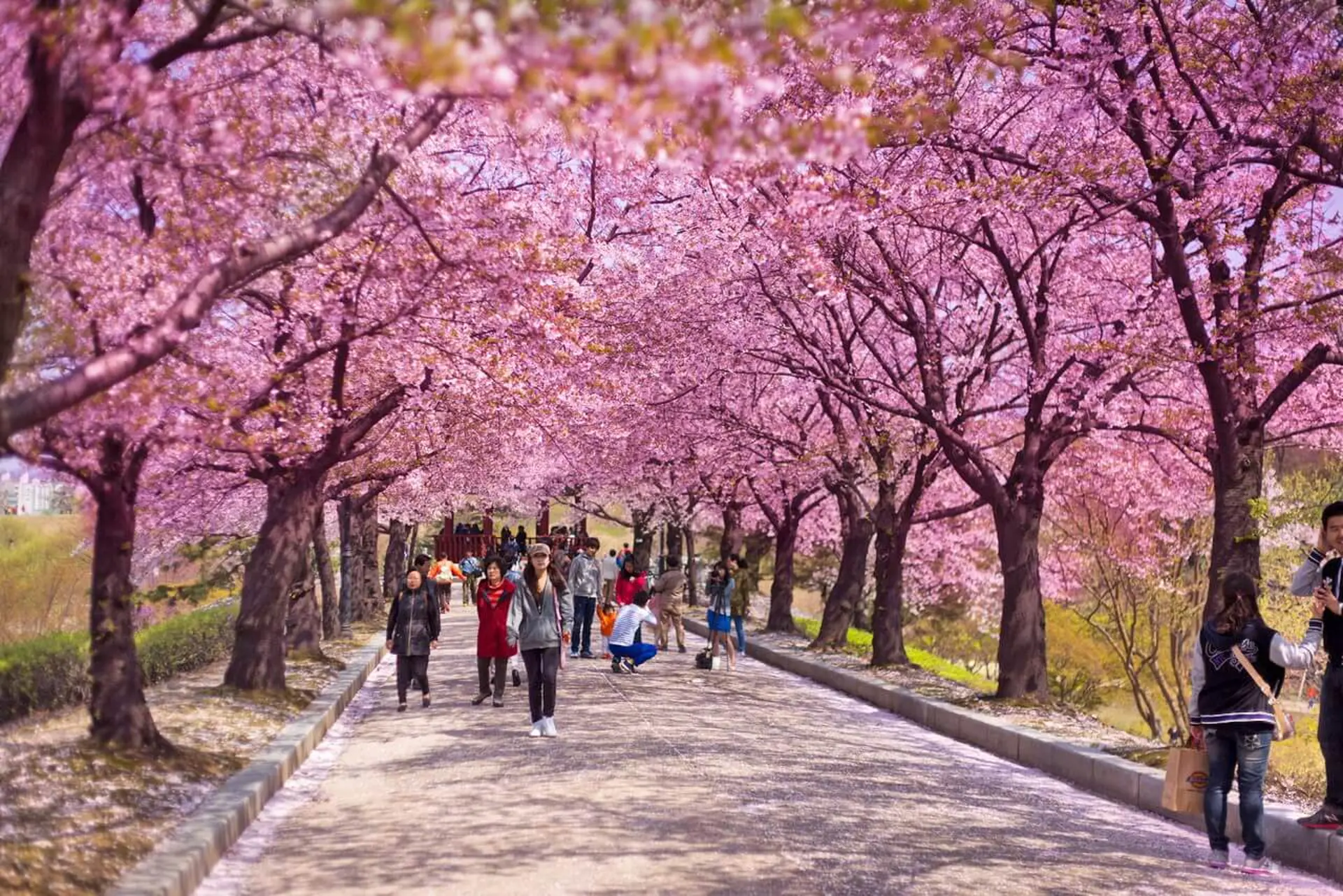 Du lịch Hàn Quốc hoa anh đào 2026 - Cẩm nang đi lần đầu từ A - Z từ Du Lịch Triều Hảo