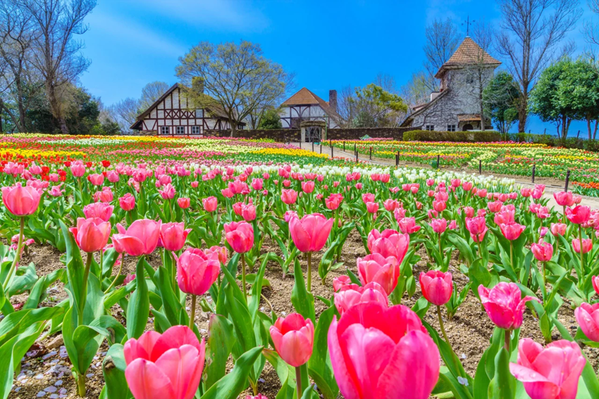 Du lịch Châu Âu mùa tulip 2026 -  Cập nhật lịch nở hoa mới nhất từ Du Lịch Triều Hảo 