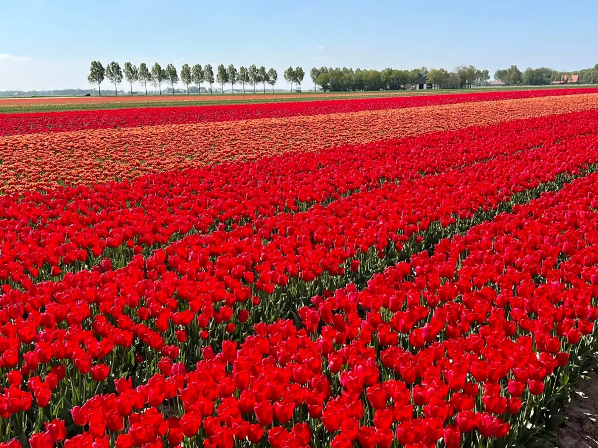 Du Lịch Châu Âu Tháng 4 – Khám Phá Cung Đường Hoa Tulip Noordoostpolder