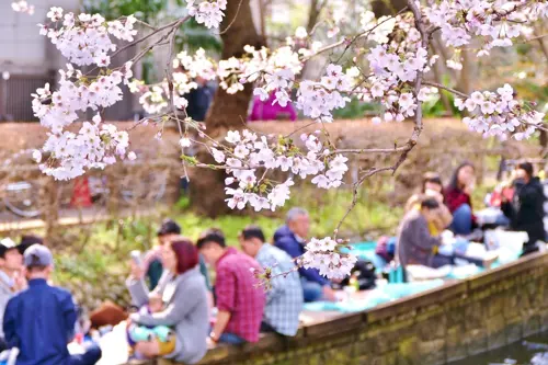 Hanami Nhật Bản đúng chuẩn người Nhật 2026 | Cẩm nang Du Lịch Triều Hảo