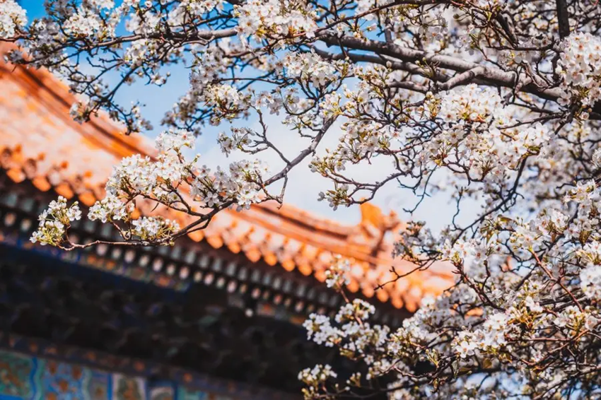 Du lịch Trung Quốc hoa anh đào 2026 : Vũ Hán - Thủ phủ sakura lớn nhất