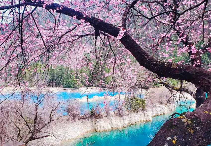 Hoa anh đào Cửu Trại Câu có gì khác Nhật Bản, Hàn Quốc? Trải nghiệm mùa xuân Trung Quốc 2026 