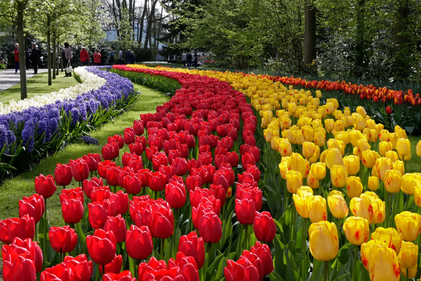 Bucketlist Keukenhof Châu Âu 2026 -  Vì sao vườn hoa này luôn là điểm đến hot nhất mỗi mùa xuân? 