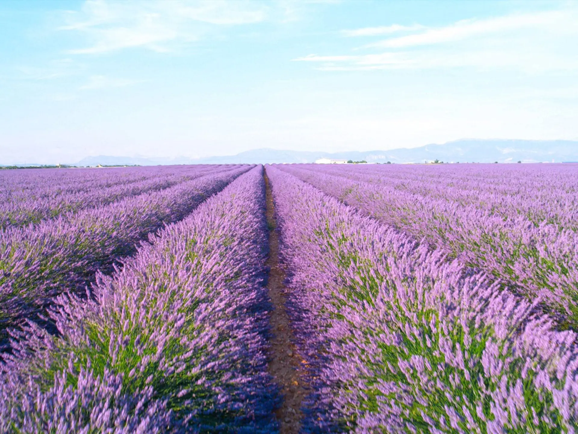 Mùa Lavender Thổ Nhĩ Kỳ 2026 - Cánh Đồng Tím Đẹp Ít Người Việt Biết