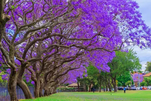 Du lịch Úc mùa xuân nên đến Sydney, Melbourne, Canberra hay Perth? 