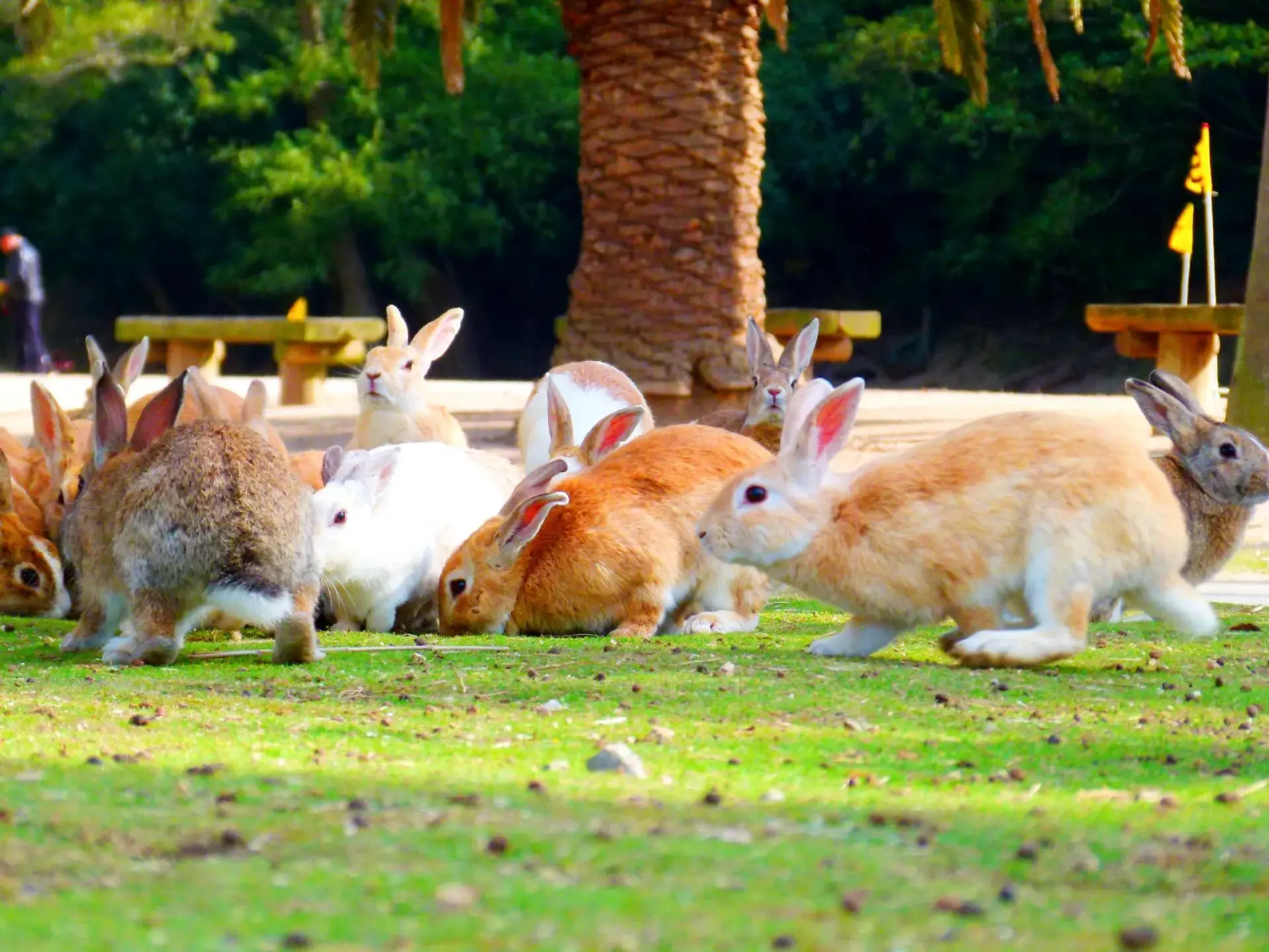 9 điều nên và không nên làm ở đảo thỏ Okunoshima khi gặp thỏ
