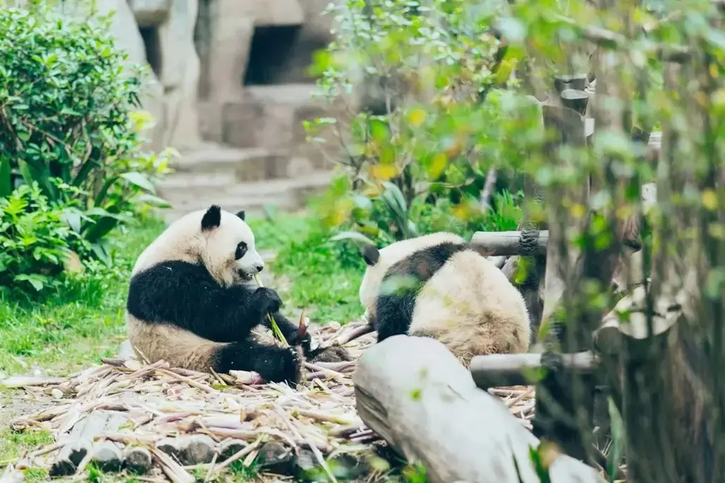 DU LỊCH TRUNG QUỐC: TRÙNG KHÁNH 2026 (CA)