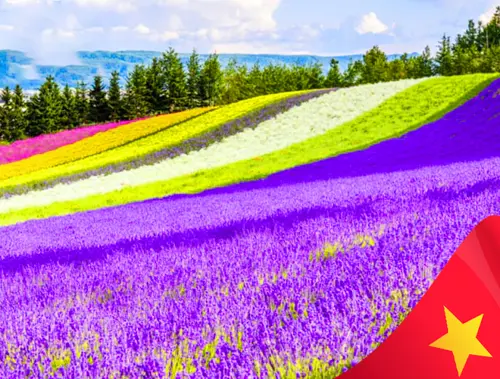 Du Lịch Nhật Bản: Narita - Tokyo - Yamanashi - Toyohashi Lễ 30.4 (2025)