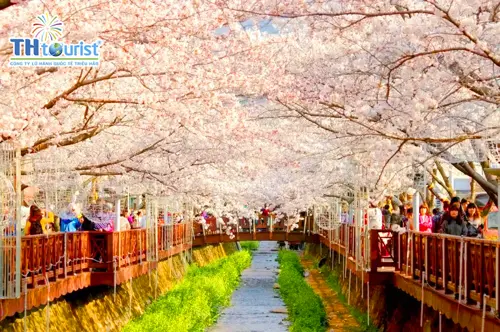 KHÁM PHÁ HÀN QUỐC: SEOUL - NAMI - TRƯỢT TUYẾT  (XUÂN 2025)