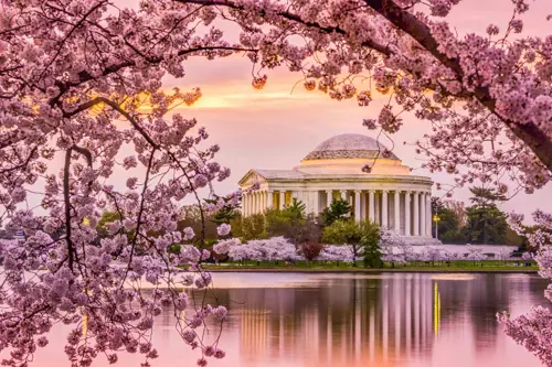 Du Lịch Mỹ: Mùa Hoa Anh Đào Ở Bờ Đông Và Top 4 Địa Điểm Ngắm Hoa View Triệu Đô