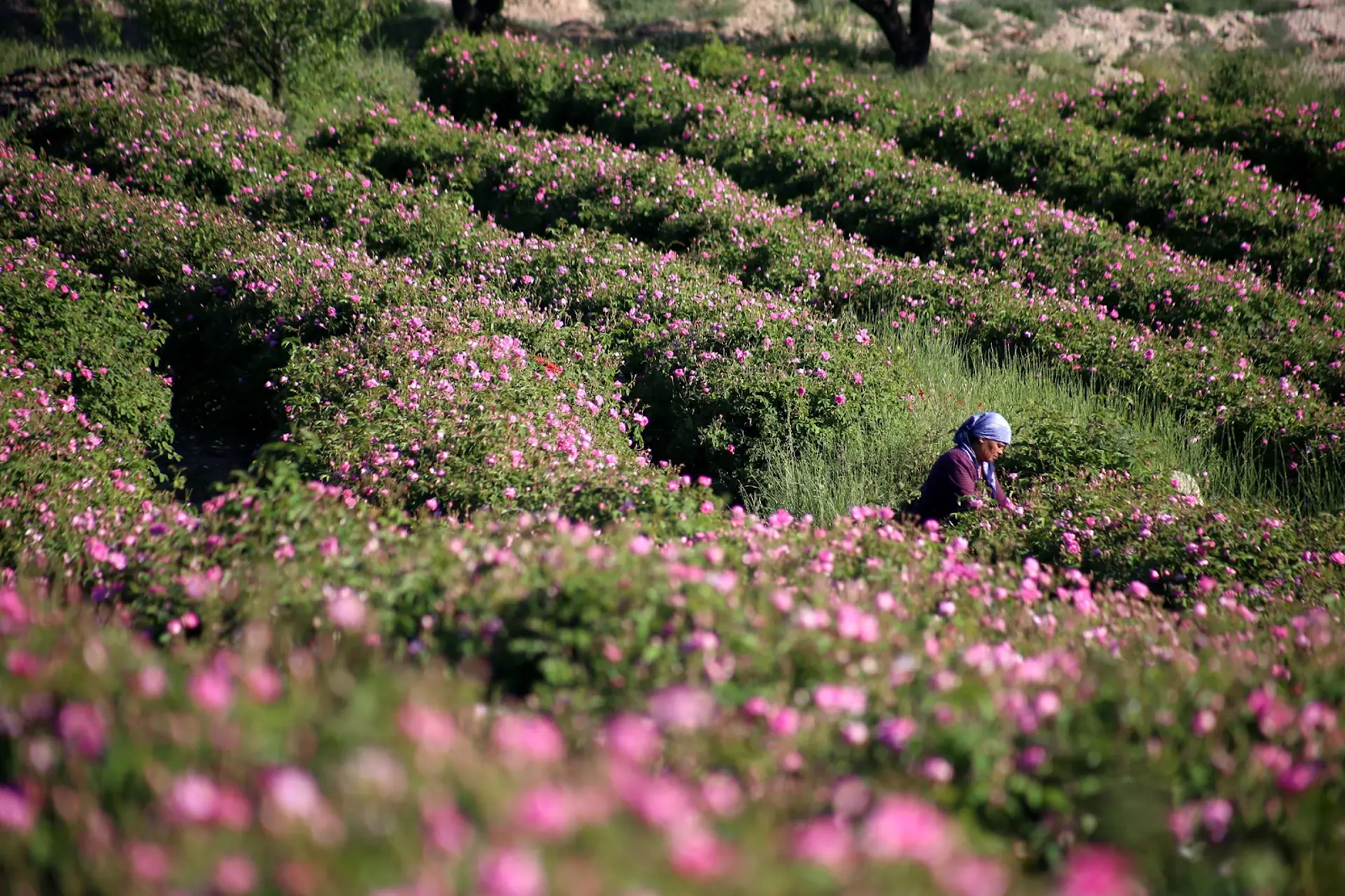 Mùa hoa hồng Thổ Nhĩ Kỳ vào tháng mấy? Đi đâu để ngắm hoa đẹp nhất?