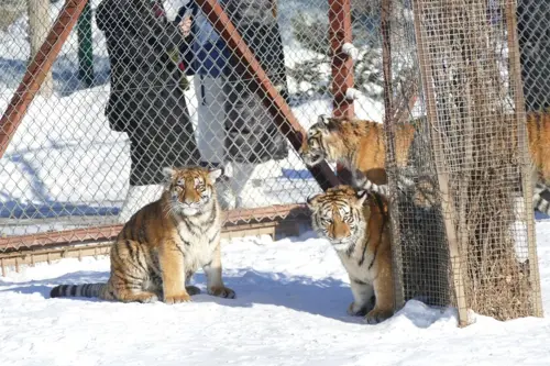 Du lịch Cáp Nhĩ Tân 2025 | Trải nghiệm cưỡi chó kéo xe và trò chơi tuyết tại Siberian Tiger Park