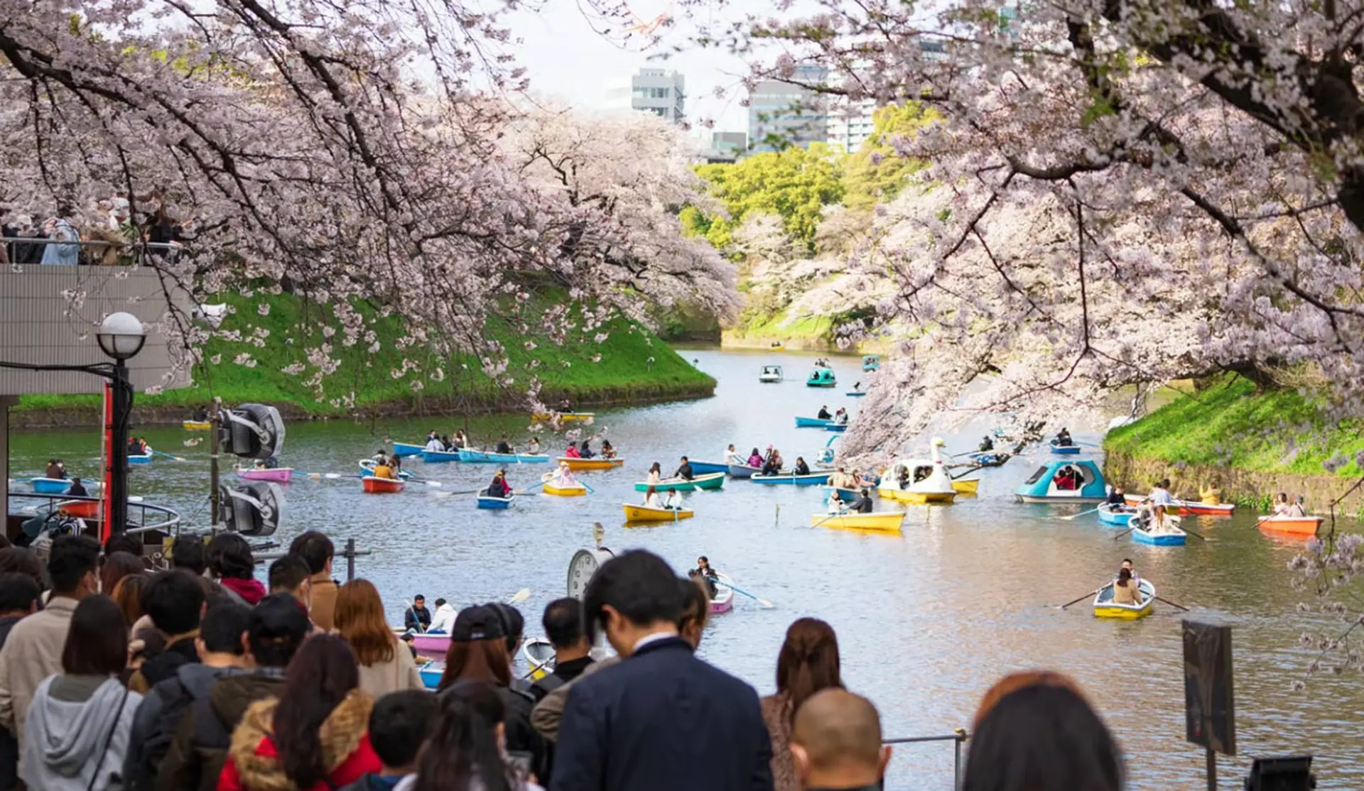 Lịch nở hoa anh đào Nhật Bản 2026 theo từng vùng | Dự báo chính xác từ Du Lịch Triều Hảo 