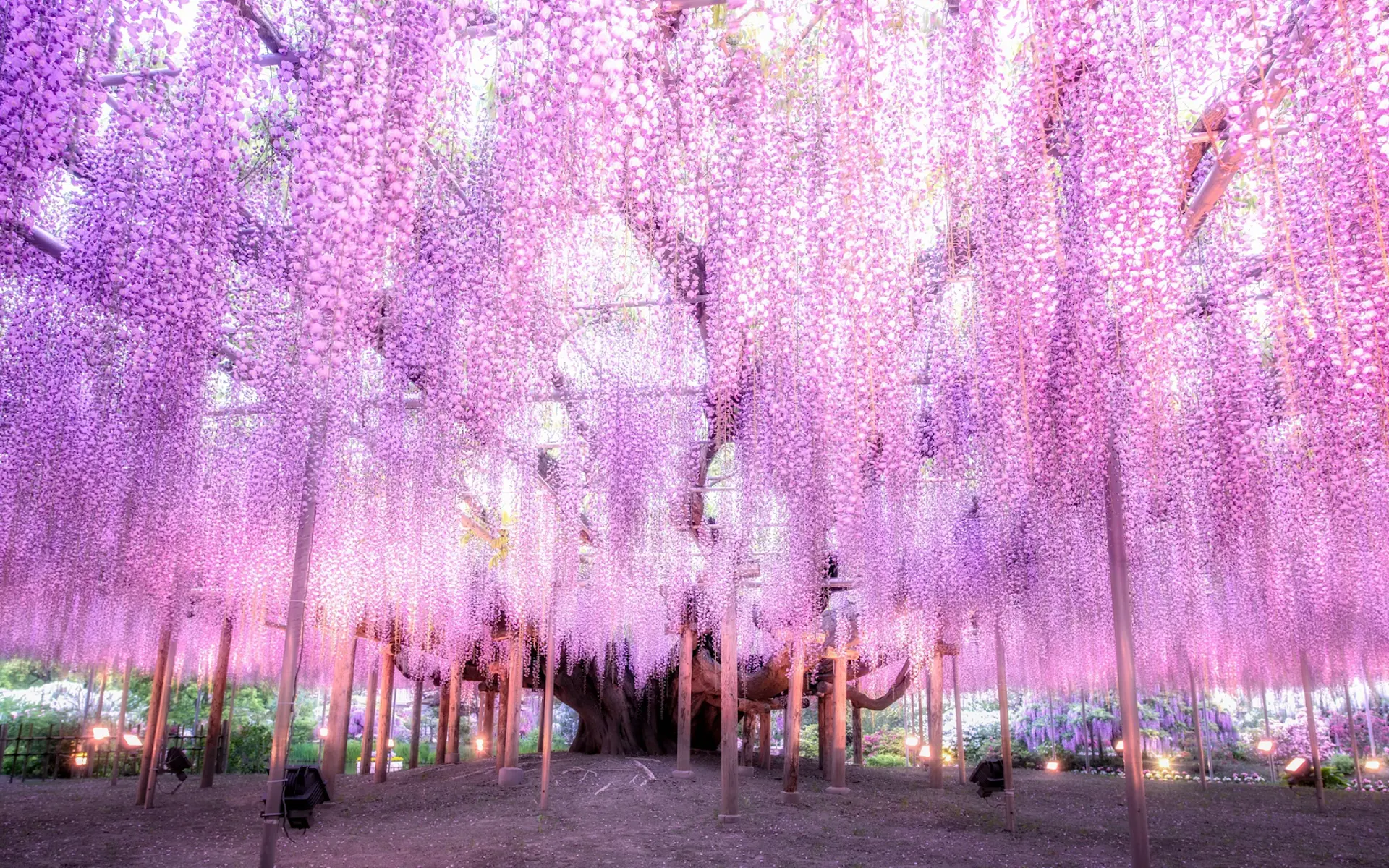 Mùa Hoa Tử Đằng Nhật Bản 2025: Khám Phá Vẻ Đẹp Kỳ Diệu Của Mùa Xuân Đầy Sắc Màu