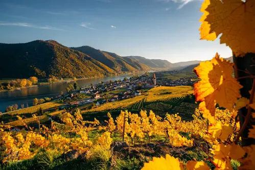Wachau Valley mùa thu – Vườn nho vàng rực và hành trình du thuyền Danube lãng mạn