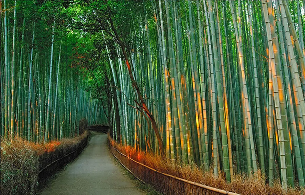 Du Lịch Nhật Bản: Narita - Tokyo - Yamanashi - Toyohashi (2025)