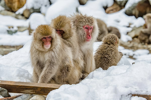 Snow monkey at Jigokudani, a striking winter image symbolising Japanese tourism