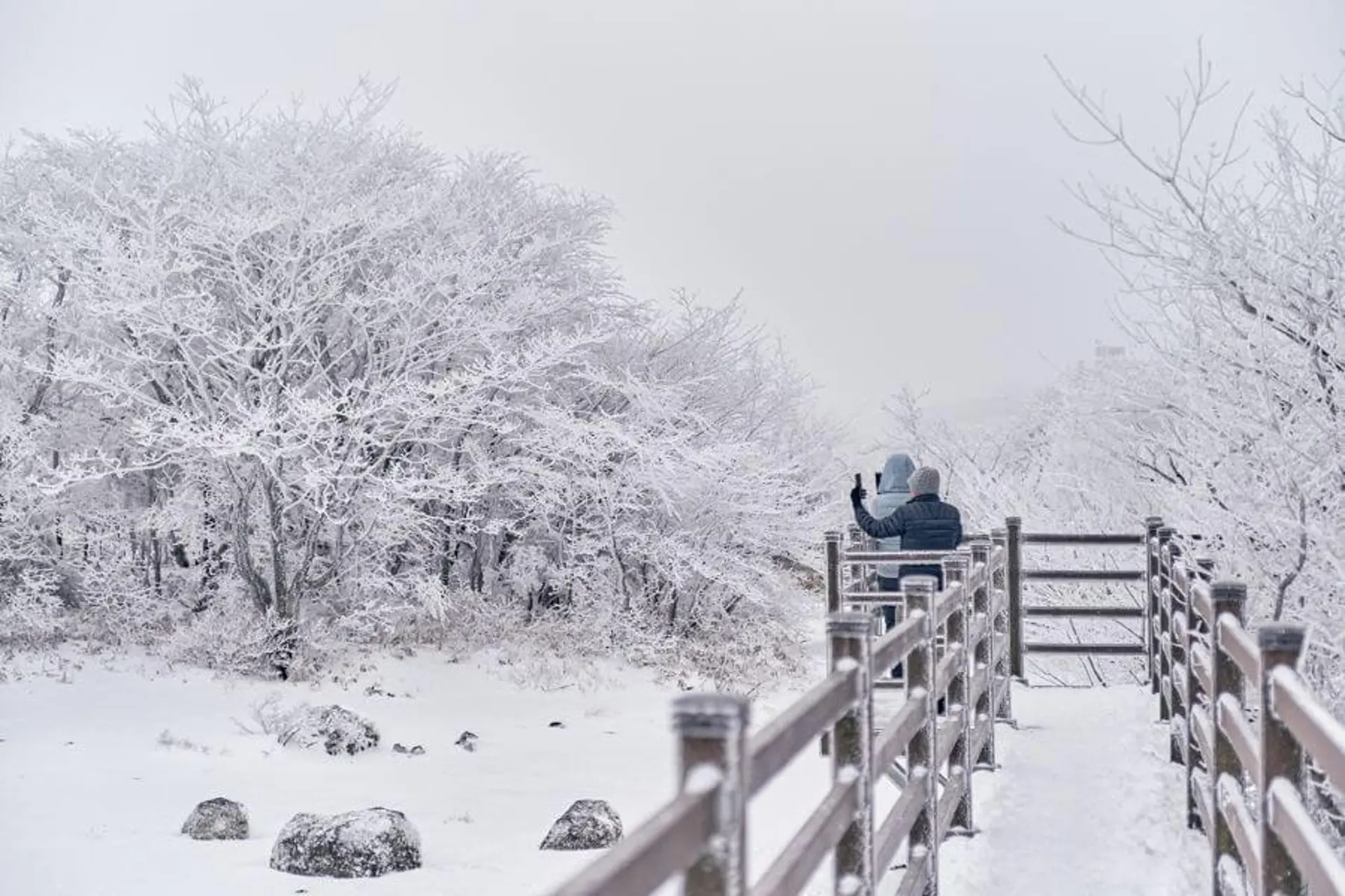 Jeju mùa đông 2025 – Vẻ đẹp kỳ ảo giữa khung cảnh núi Hallasan phủ tuyết