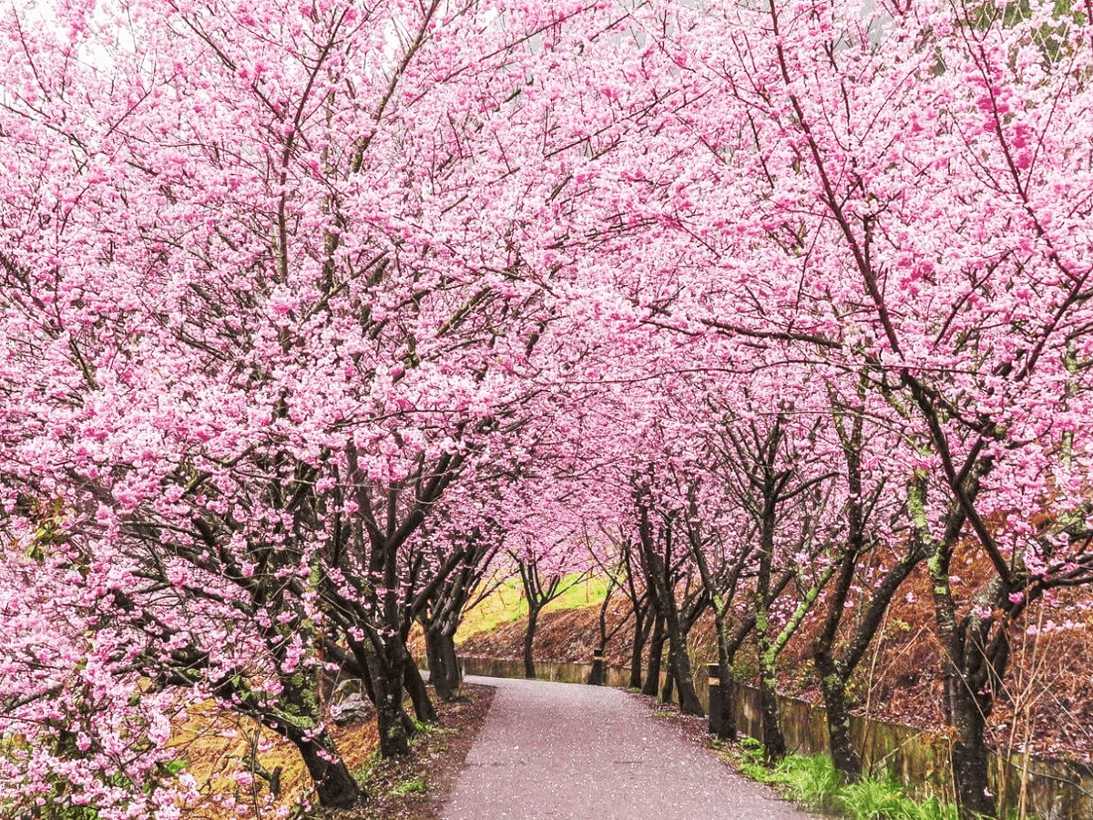 Đi du lịch Đài Loan, bạn sẽ được trải nghiệm những khung cảnh tuyệt đẹp của hoa anh đào nở rộ, những tán rừng hoa rực rỡ sắc hồng của hoa anh đào sẽ tạo nên một thế giới màu sắc đầy sống động cho bạn.