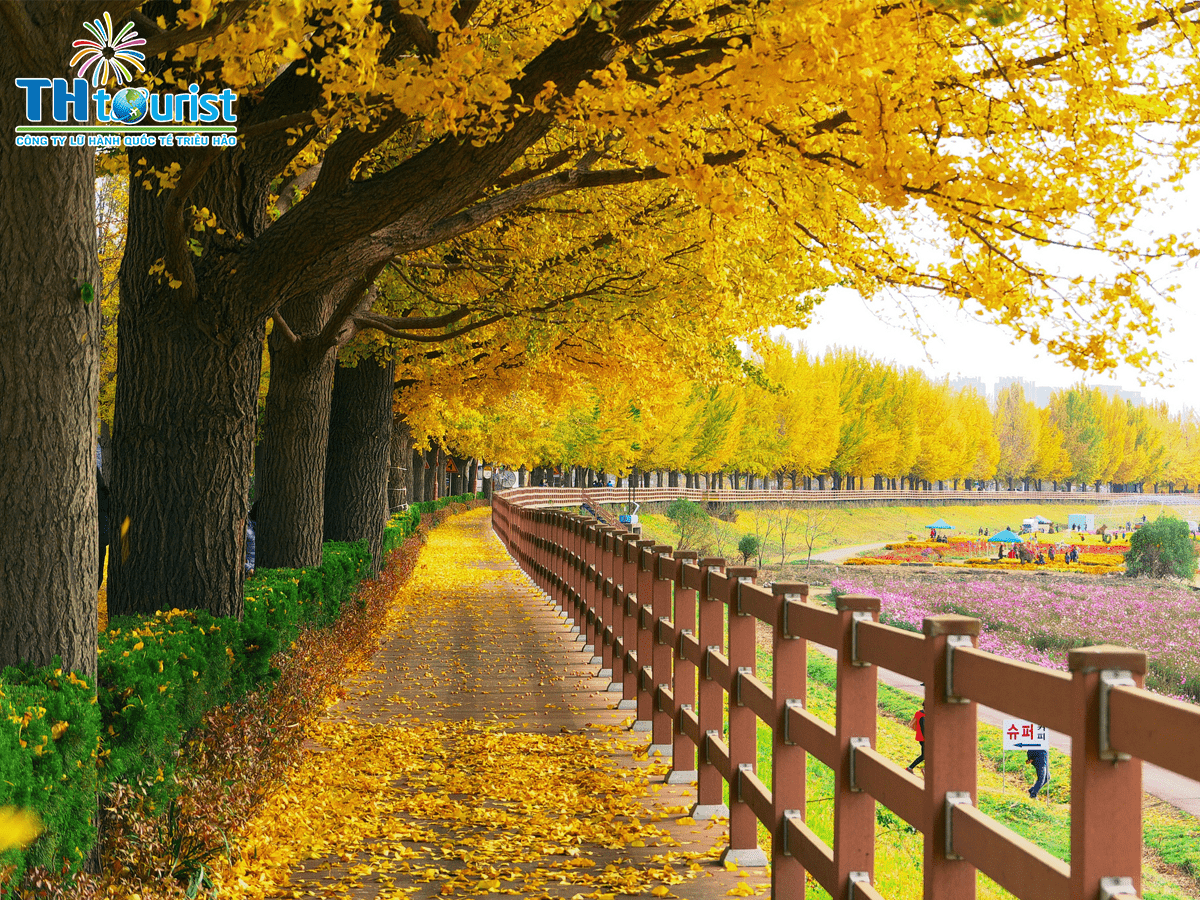 Cảnh đẹp Hàn Quốc mùa thu đẹp như mơ với màu sắc tươi tắn của những cánh cây phong vàng rực rỡ. Những thảm cỏ lúa mạch vàng óng cũng làm cho phong cảnh trở nên lãng mạn và huyền ảo. Hãy tận hưởng những khoảnh khắc trọn vẹn của mùa thu Hàn Quốc để cảm nhận sự tươi mới và thanh bình trong không khí này.